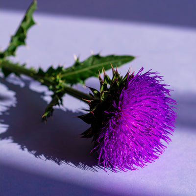 Meticulous Dose Design visual