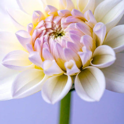 Continuous Refinement Process visual