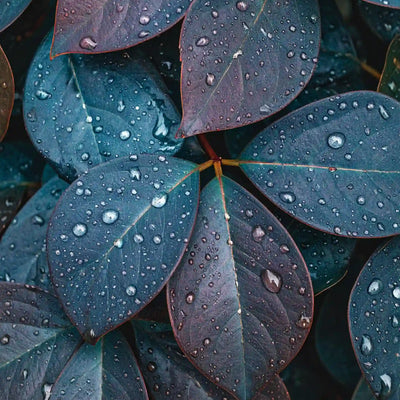 Not Your Typical Formulas visual